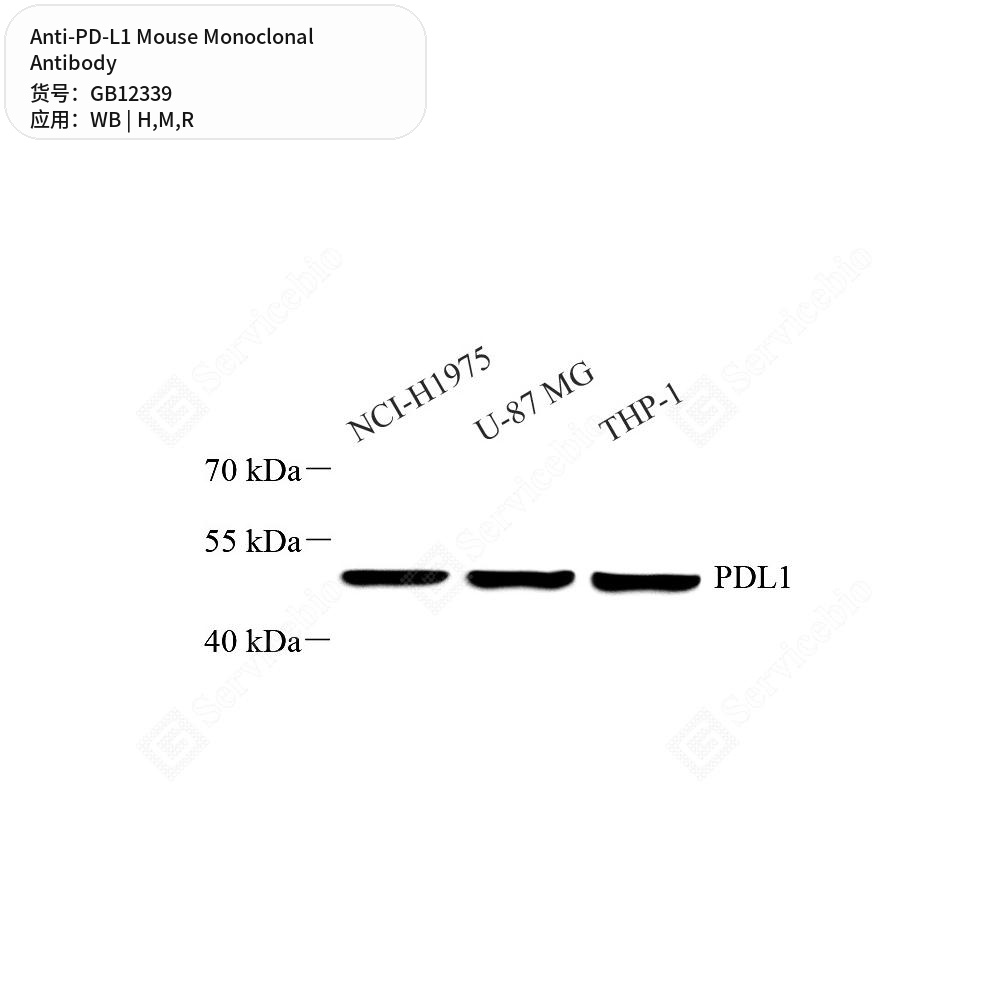 Антитела первичные, моноклональные мыши к PD-L1 крысы, мыши, человека, 50 мкл
