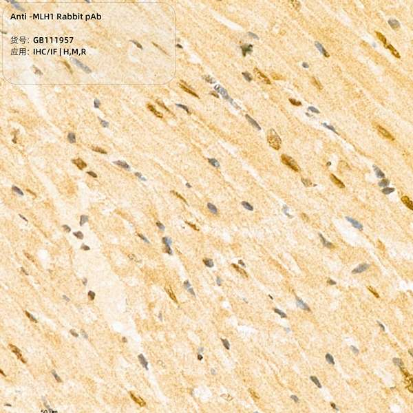 Антитела первичные, поликлональные, ULH1, 100 мкл