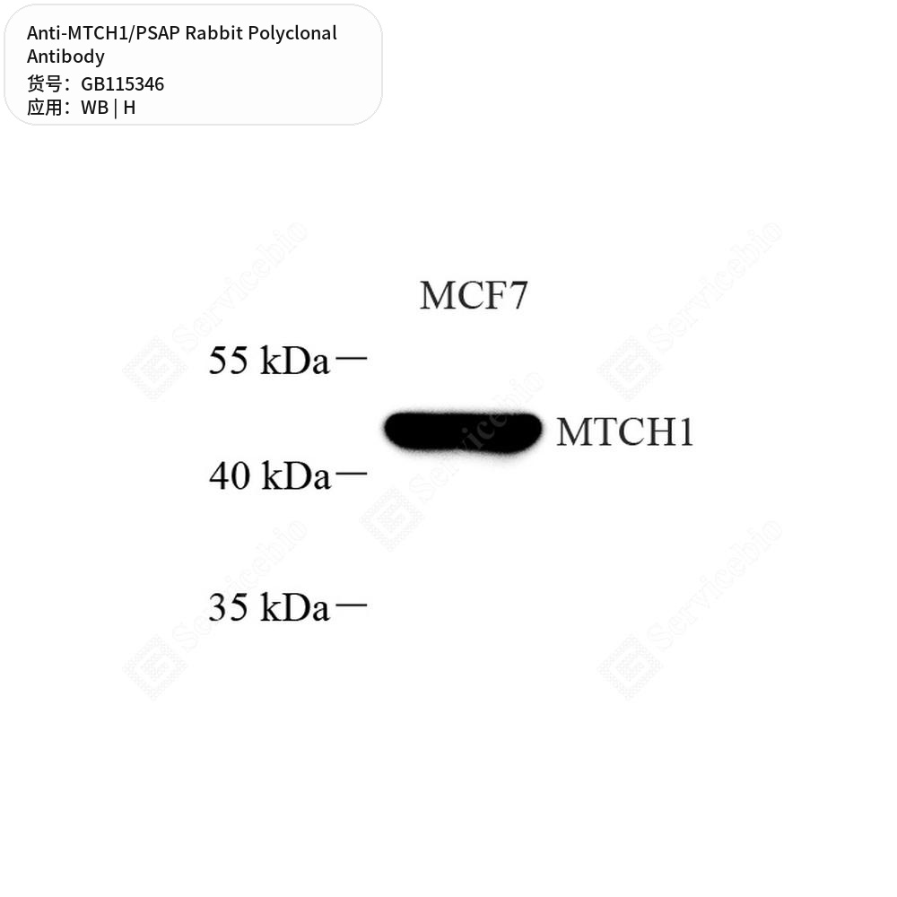 Антитела первичные, поликлональные кролика к MTCH1/PSAP человека, 100 мкл