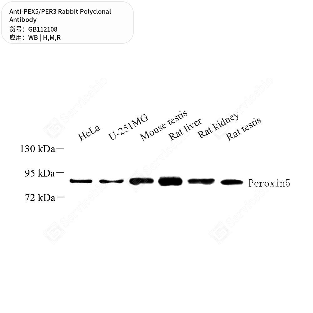 Антитела первичные, поликлональные кролика к PEX5/PER3 крысы, мыши, человека, 100 мкл