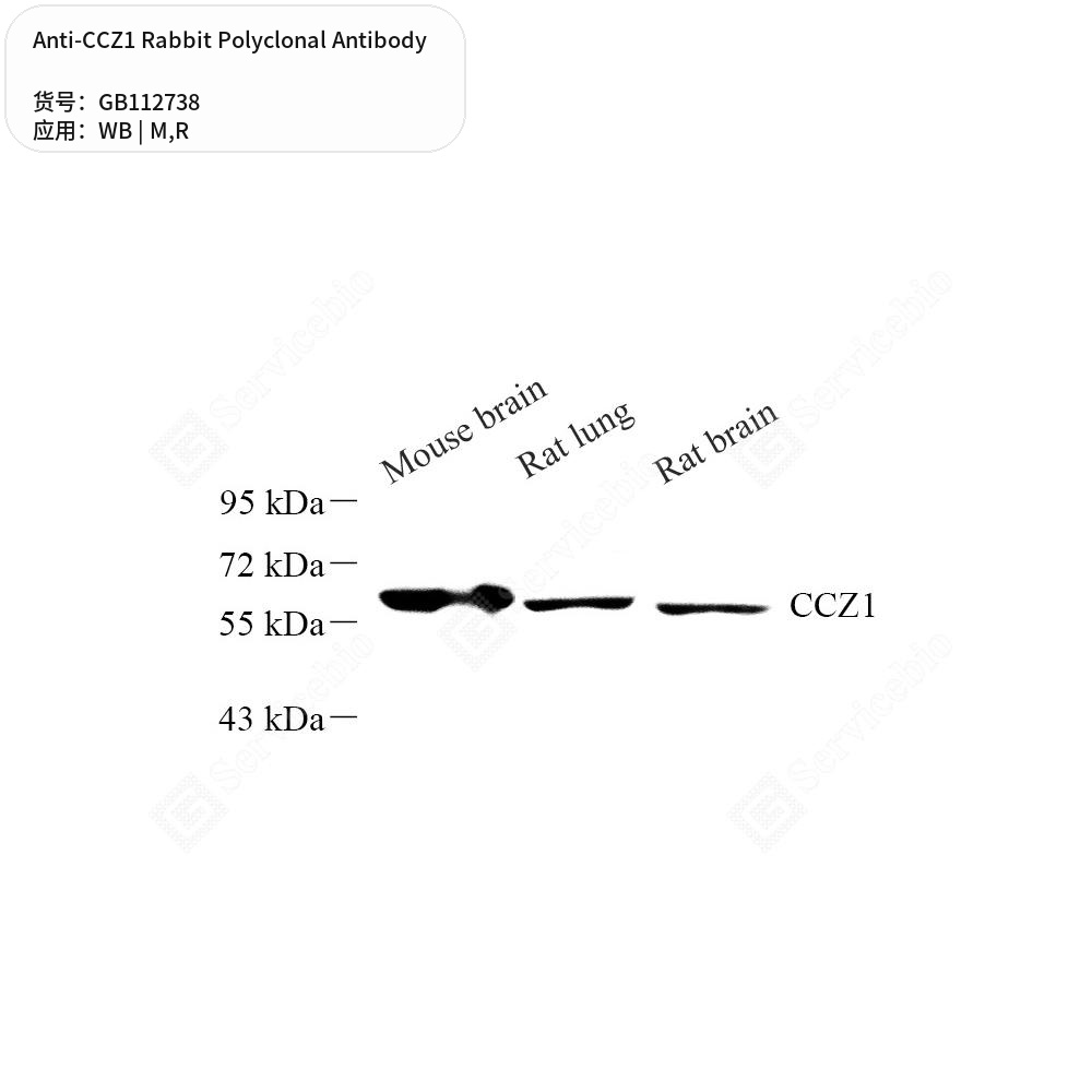 Антитела первичные, поликлональные кролика к CCZ1 крысы, мыши, 50 мкл