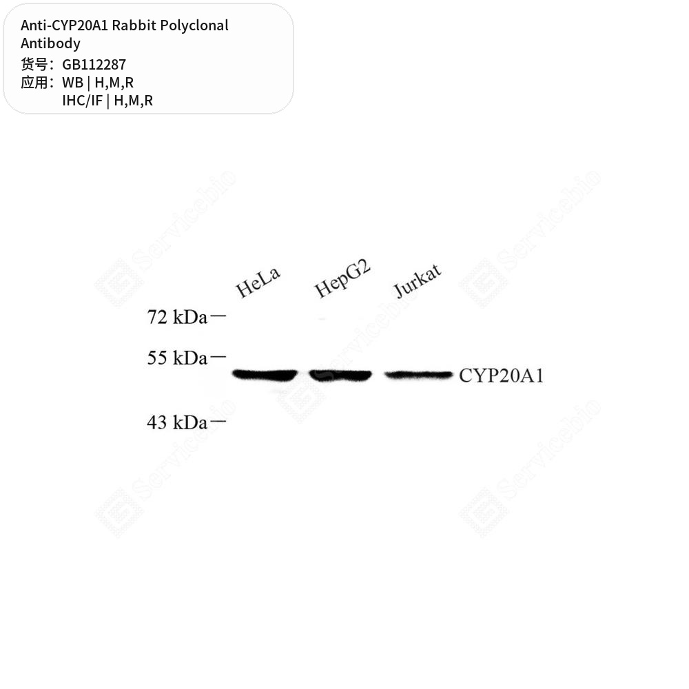 Антитела первичные, поликлональные кролика к CYP20A1 крысы, мыши, человека, 100 мкл