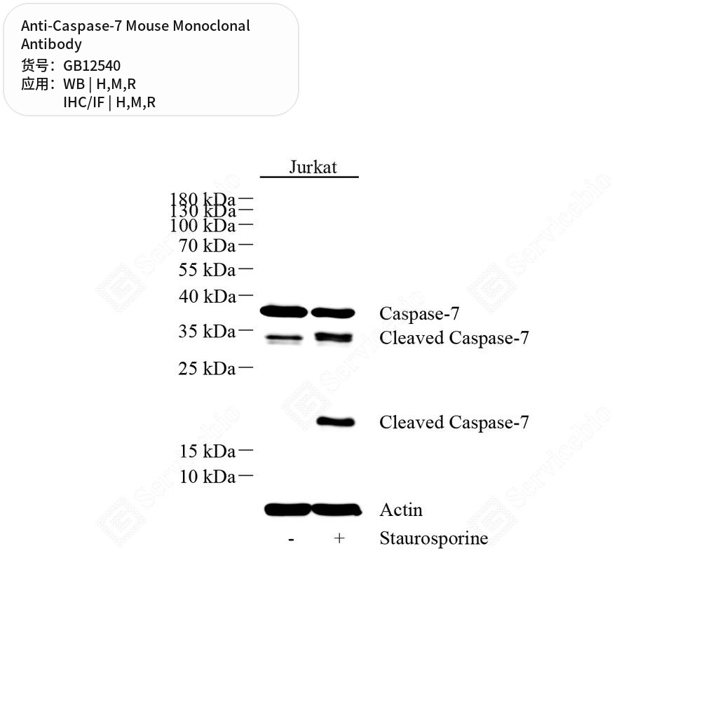 Антитела первичные, моноклональные мыши к Caspase-7 крысы, мыши, человека, 50 мкл
