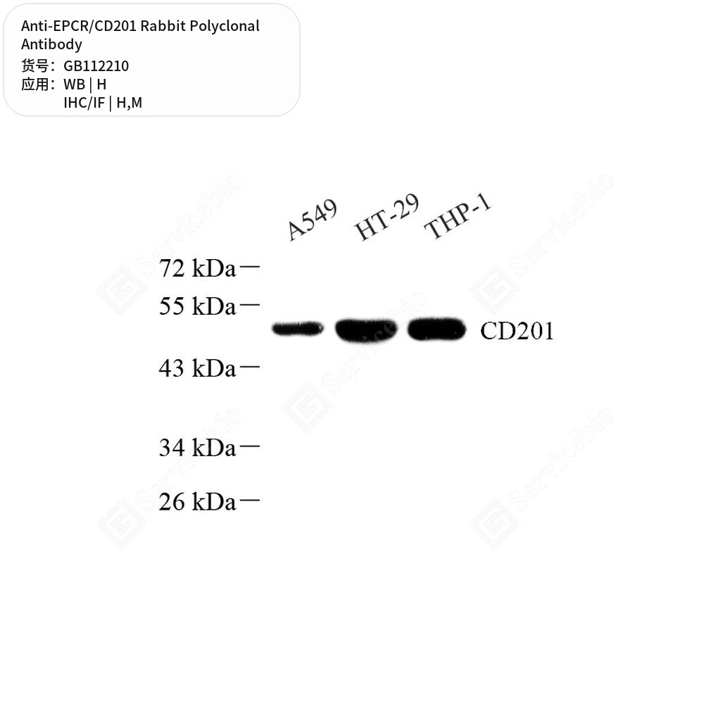 Антитела первичные, поликлональные кролика к EPCR/CD201 мыши, человека, 100 мкл