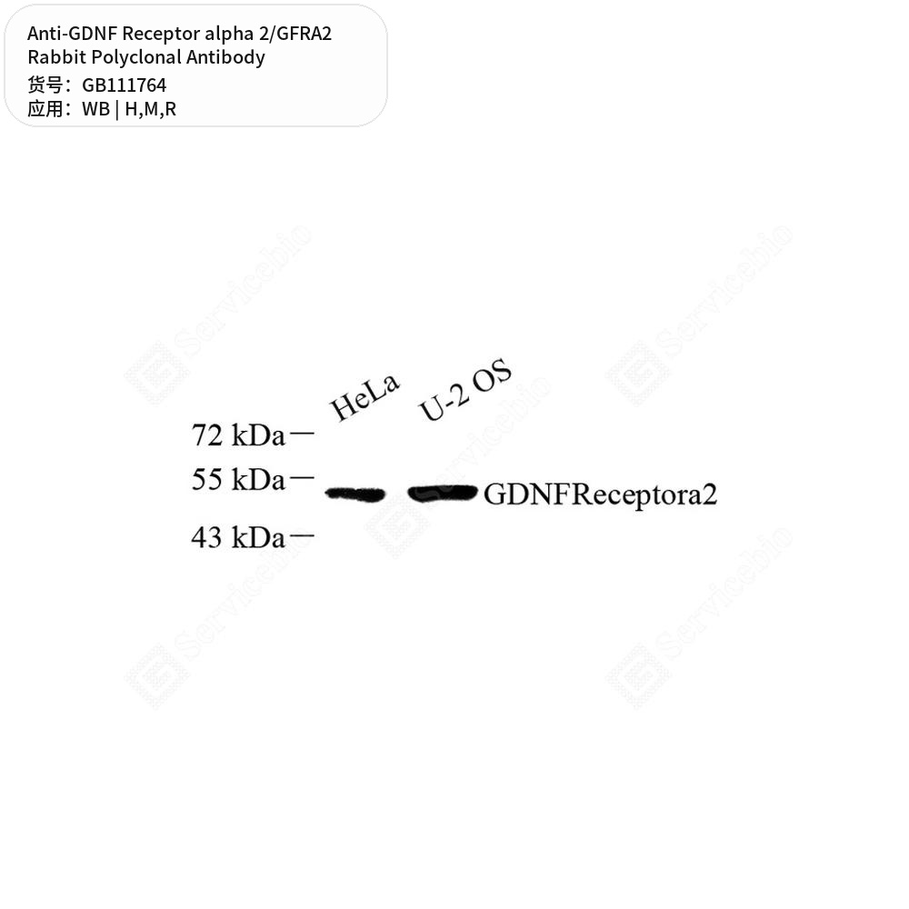 Антитела первичные, поликл. кролика к GDNF Receptor alpha 2/GFRA2 крысы, мыши, человека, 100 мкл