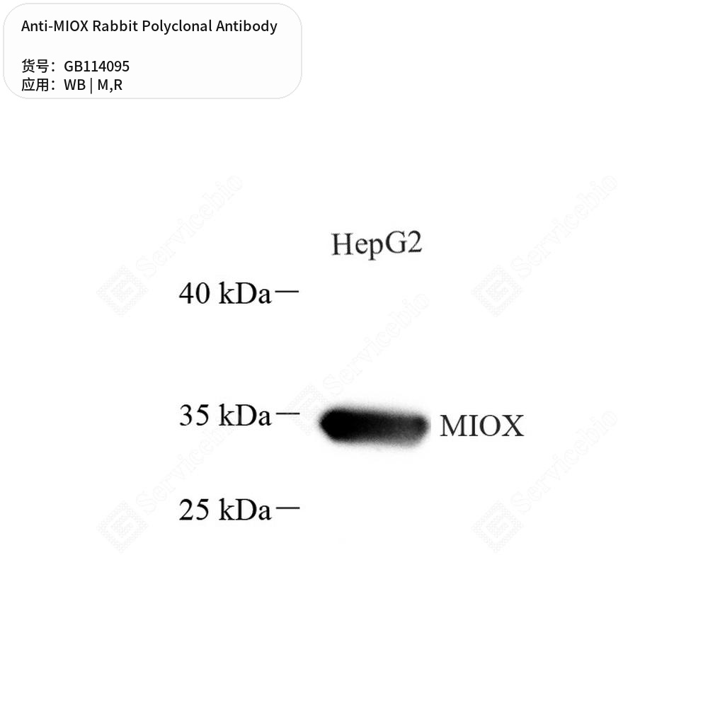 Антитела первичные, поликлональные кролика к MIOX крысы, мыши, 50 мкл