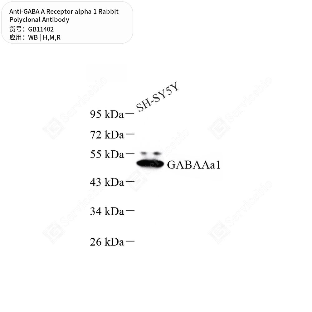 Антитела первичные, поликлональные кролика к GABA A Receptor alpha 1 крысы, мыши, человека, 100 мкл
