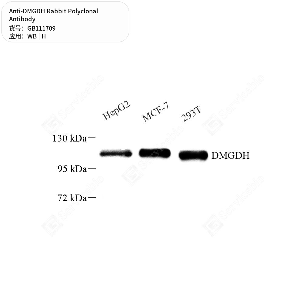 Антитела первичные, поликлональные кролика к DMGDH человека, 50 мкл