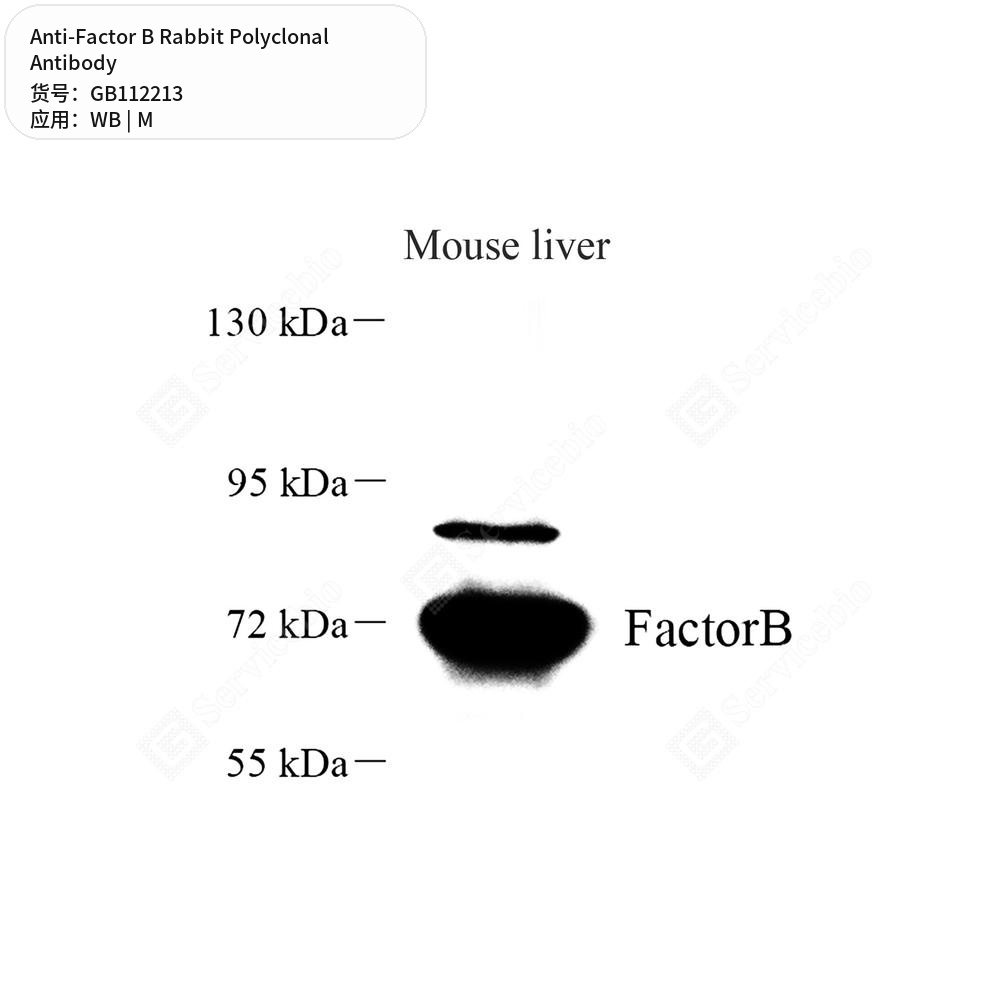Антитела первичные, поликлональные кролика к Factor B мыши, 100 мкл