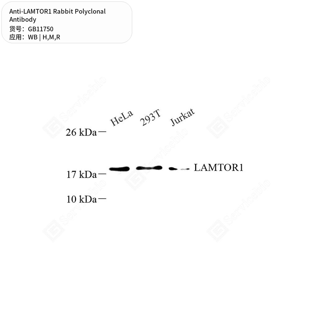 Антитела первичные, поликлональные кролика к LAMTOR1 крысы, мыши, человека, 50 мкл