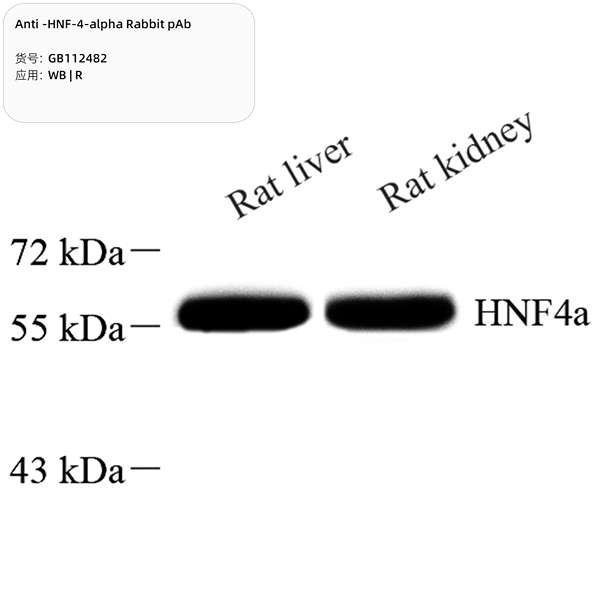 Антитела первичные, поликлональные, HNF-4-alpha, 100 мкл
