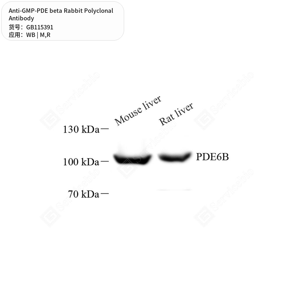 Антитела первичные, поликлональные кролика к GMP-PDE beta крысы, мыши, 50 мкл