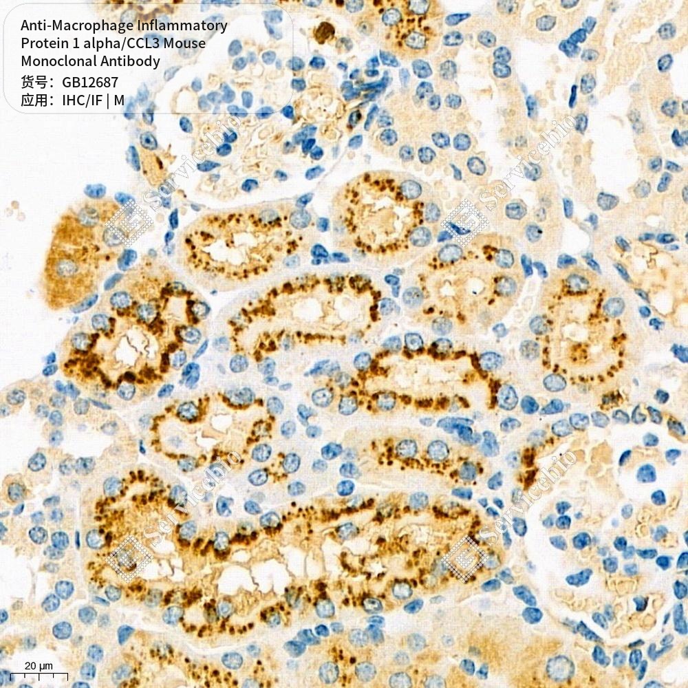 Антитела первичные, моноклональные мыши к Macrophage Inflammatory Protein 1 alpha/CCL3 мыши, 50 мкл