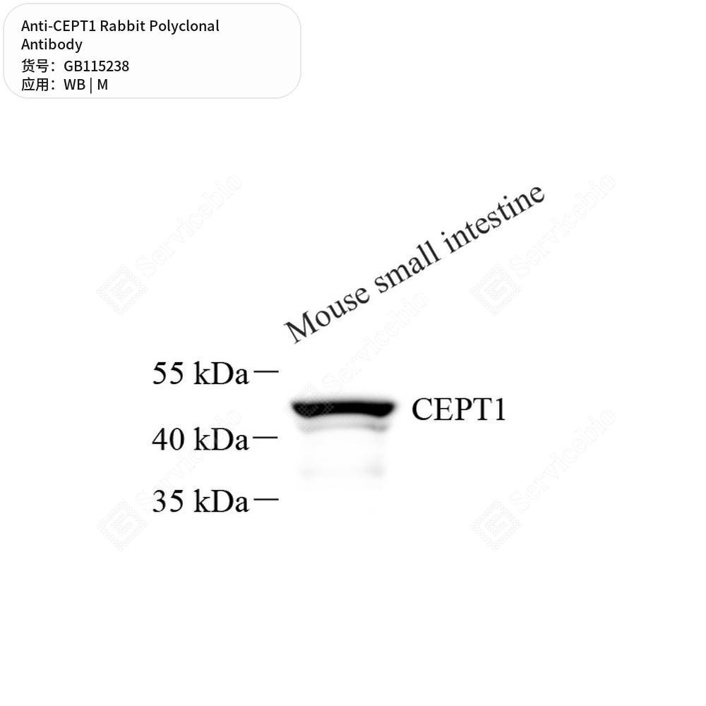 Антитела первичные, поликлональные кролика к CEPT1 мыши, 50 мкл