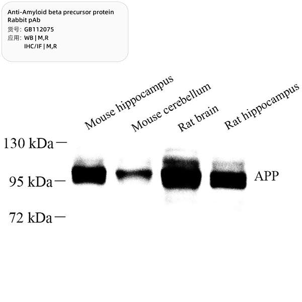 Антитела первичные, поликлональные, Amyloid beta precursor protein, 100 мкл