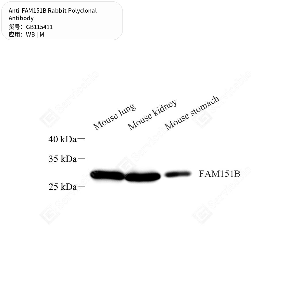 Антитела первичные, поликлональные кролика к FAM151B мыши, 50 мкл