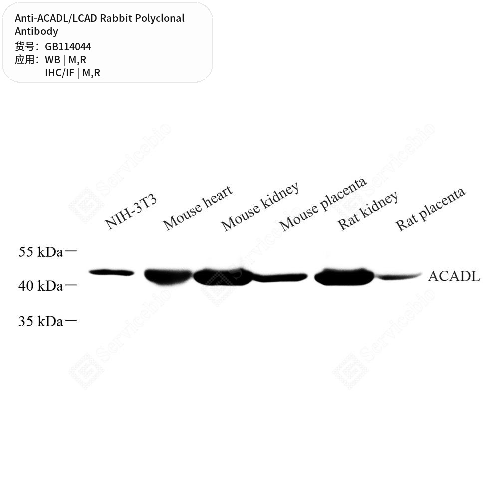 Антитела первичные, поликлональные кролика к ACADL/LCAD крысы, мыши, 50 мкл