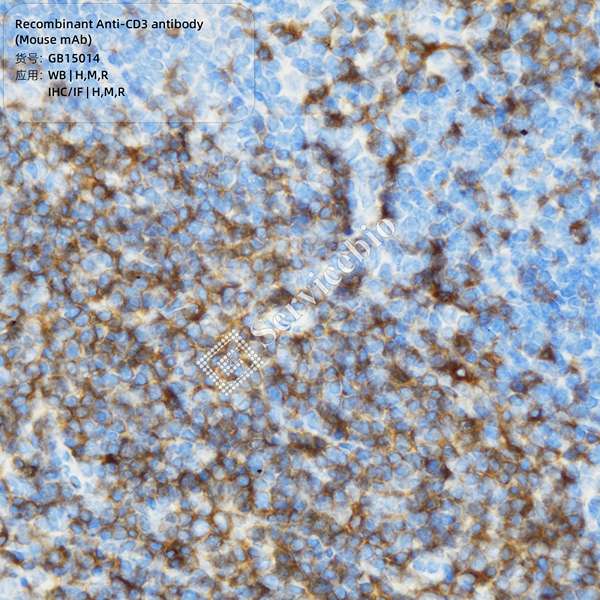 Антитела первичные, моноклональные, CD3, 100 мкл