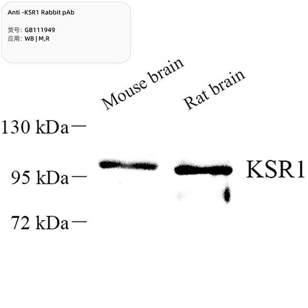 Антитела первичные, поликлональные, KSR1, 100 мкл