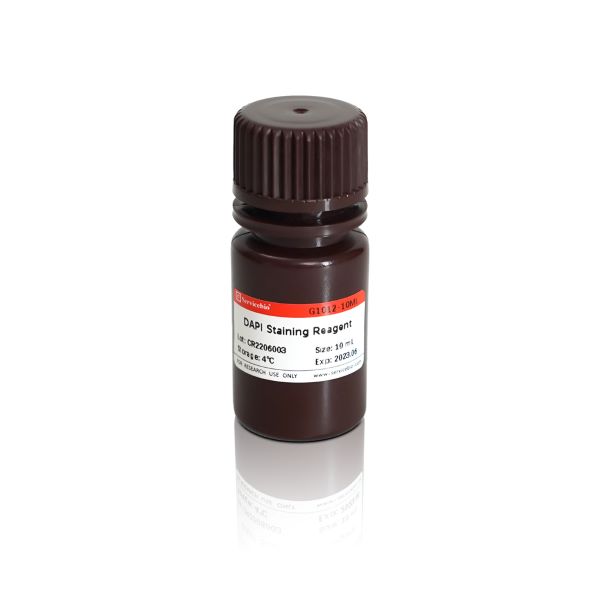 Краситель DAPI (4',6-диамидин-2-фенилиндол), 2 мкг/мл, готовый к использованию, 10 мл