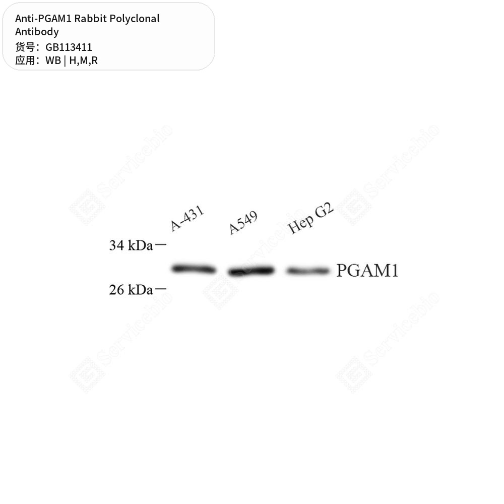 Антитела первичные, поликлональные кролика к PGAM1 крысы, мыши, человека, 50 мкл