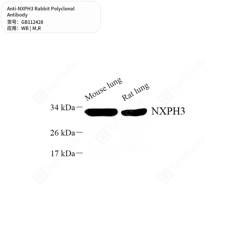 Антитела первичные, поликлональные кролика к NXPH3 крысы, мыши, 100 мкл
