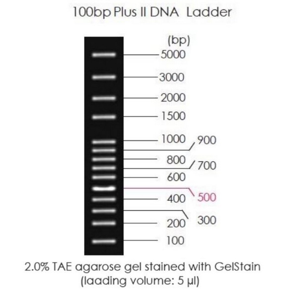Маркеры молекулярной массы ДНК, 100-5000 п.о., 100bp Plus II DNA Ladder, гот. к использ., 500 мкл