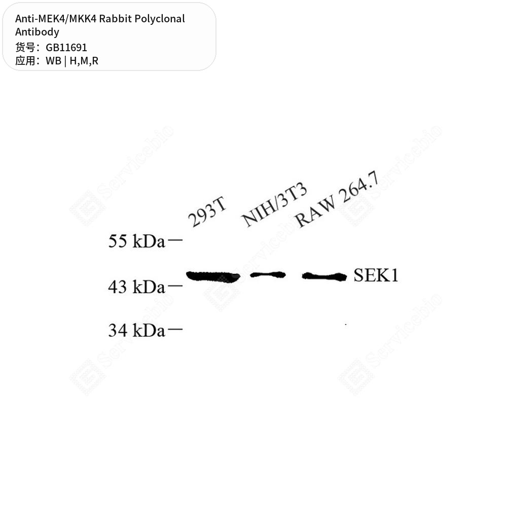 Антитела первичные, поликлональные кролика к MEK4/MKK4 крысы, мыши, человека, 50 мкл