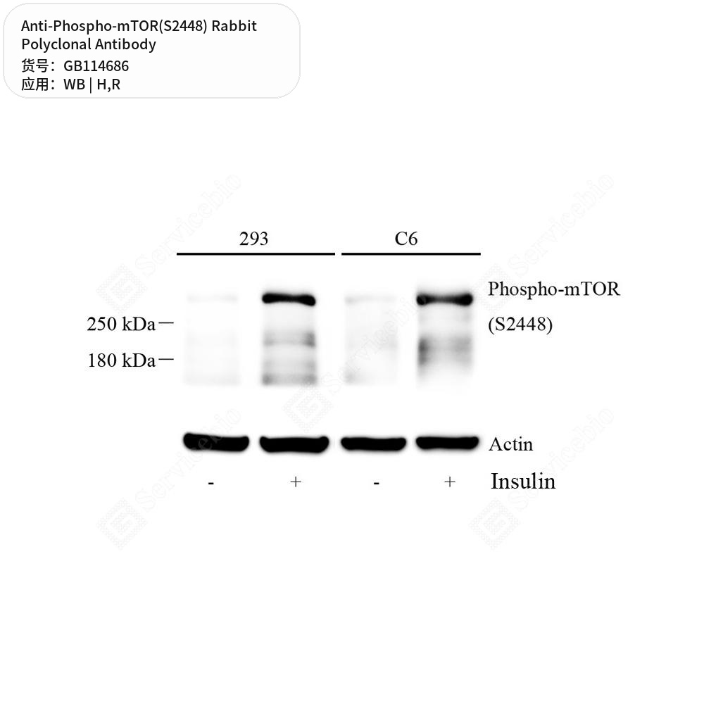 Антитела первичные, поликлональные кролика к Phospho-mTOR(S2448) крысы, человека, 50 мкл