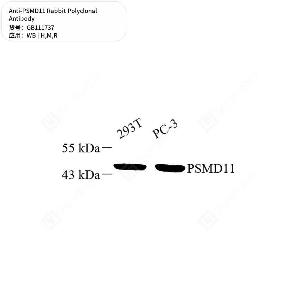 Антитела первичные, поликлональные кролика к PSMD11 крысы, мыши, человека, 100 мкл