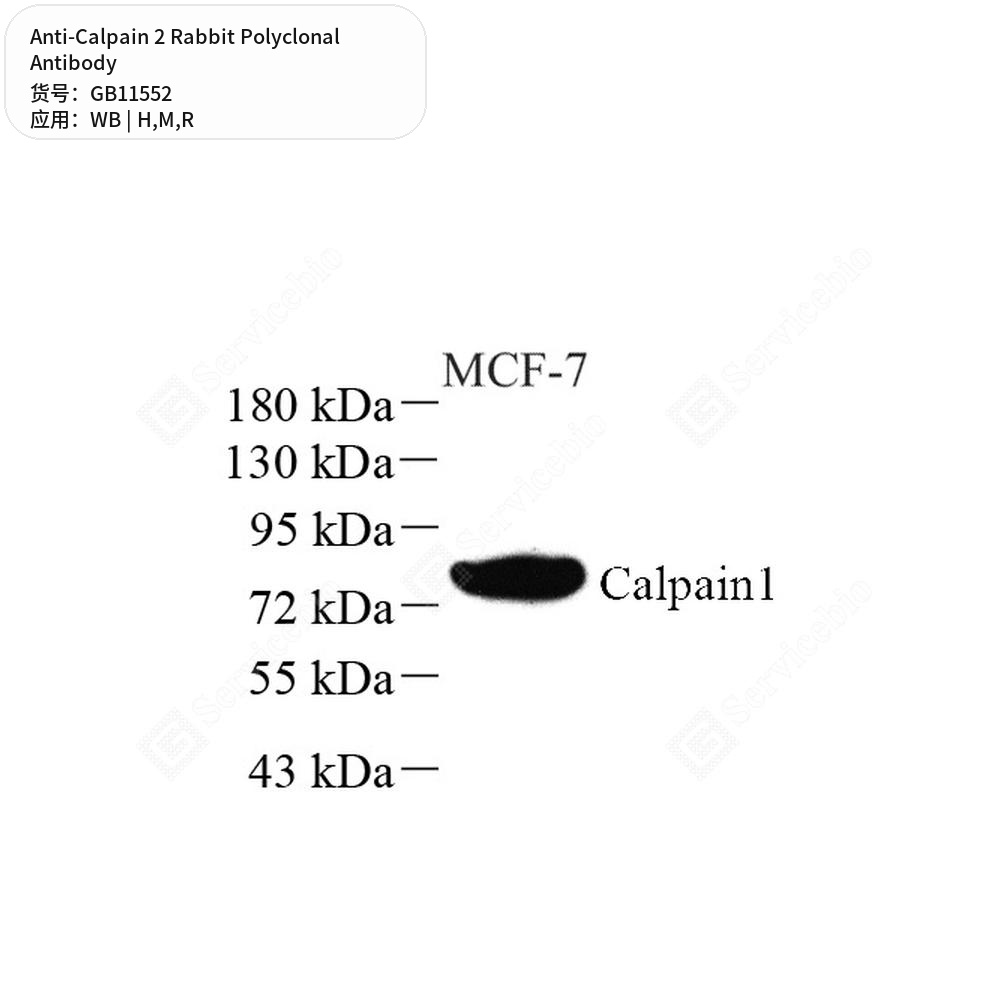 Антитела первичные, поликлональные кролика к Calpain 2 крысы, мыши, человека, 50 мкл