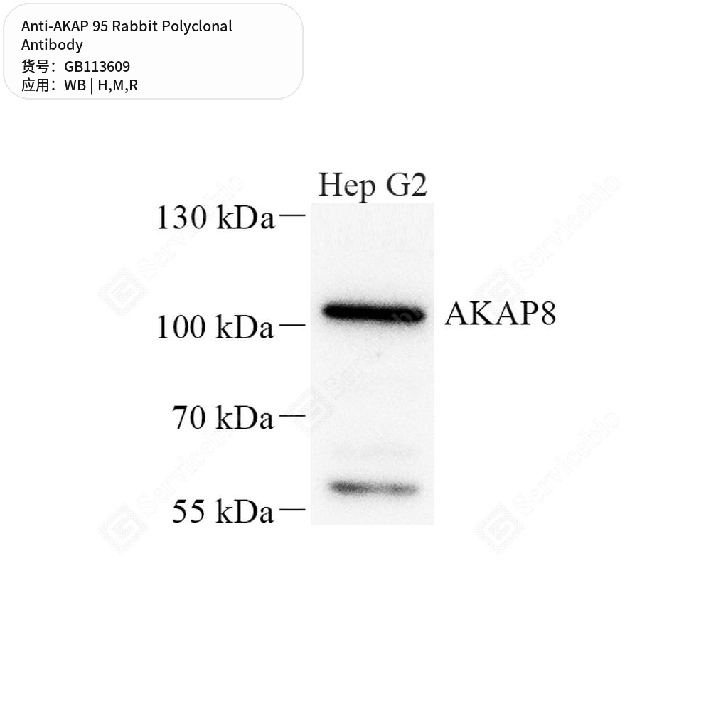 Антитела первичные, поликлональные кролика к AKAP 95 крысы, мыши, человека, 50 мкл