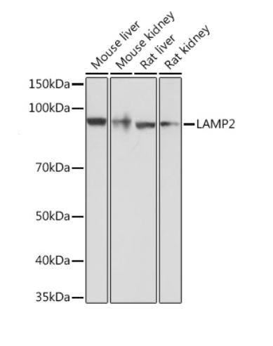 Антитела первичные, моноклональные LAMP2, 100 мкл