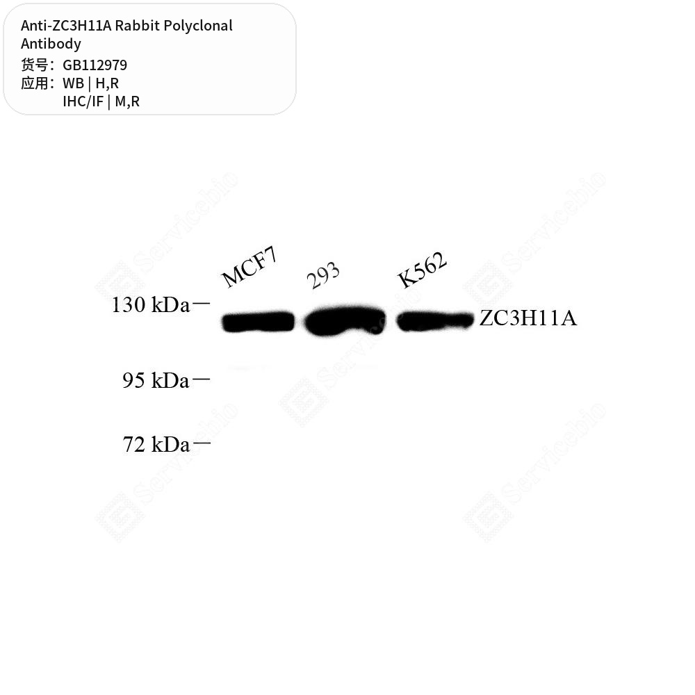 Антитела первичные, поликлональные кролика к ZC3H11A крысы, мыши, человека, 50 мкл