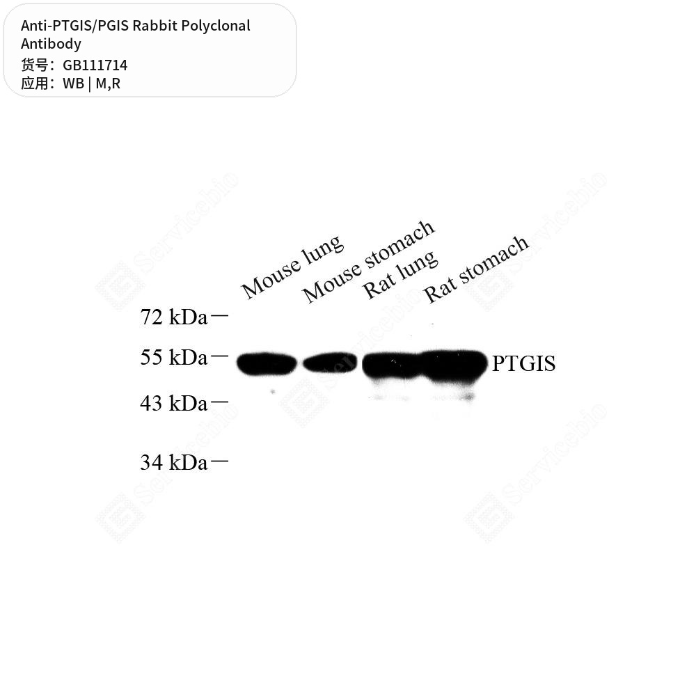 Антитела первичные, поликлональные кролика к PTGIS/PGIS крысы, мыши, 100 мкл
