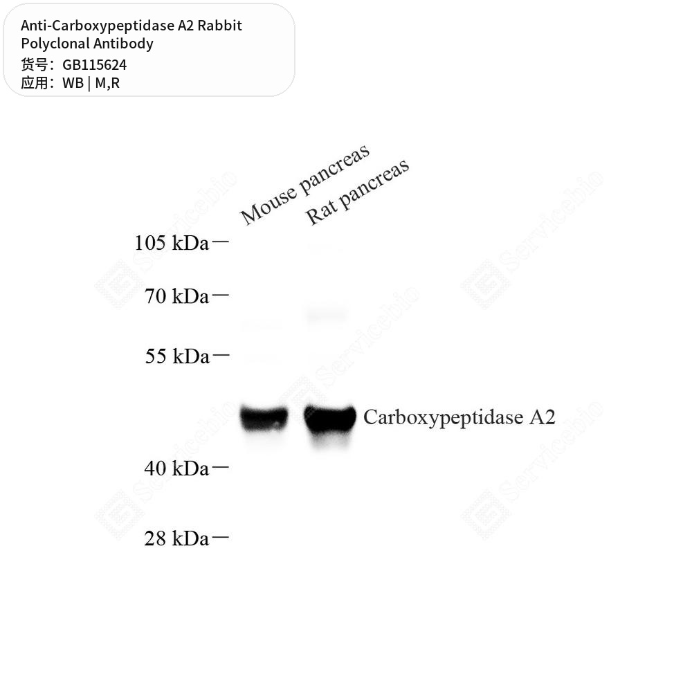 Антитела первичные, поликлональные кролика к Carboxypeptidase A2 крысы, мыши, 50 мкл