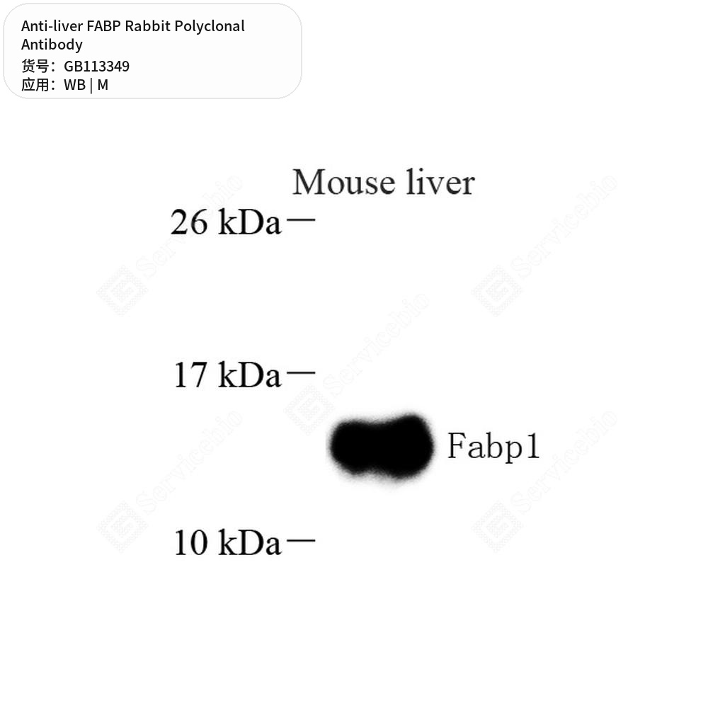 Антитела первичные, поликлональные кролика к liver FABP мыши, 100 мкл