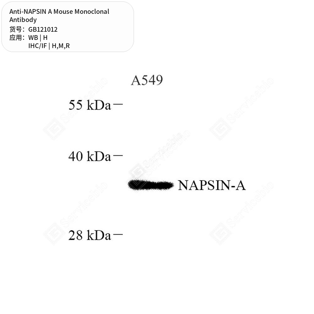 Антитела первичные, моноклональные мыши к NAPSIN A крысы, мыши, человека, 50 мкл
