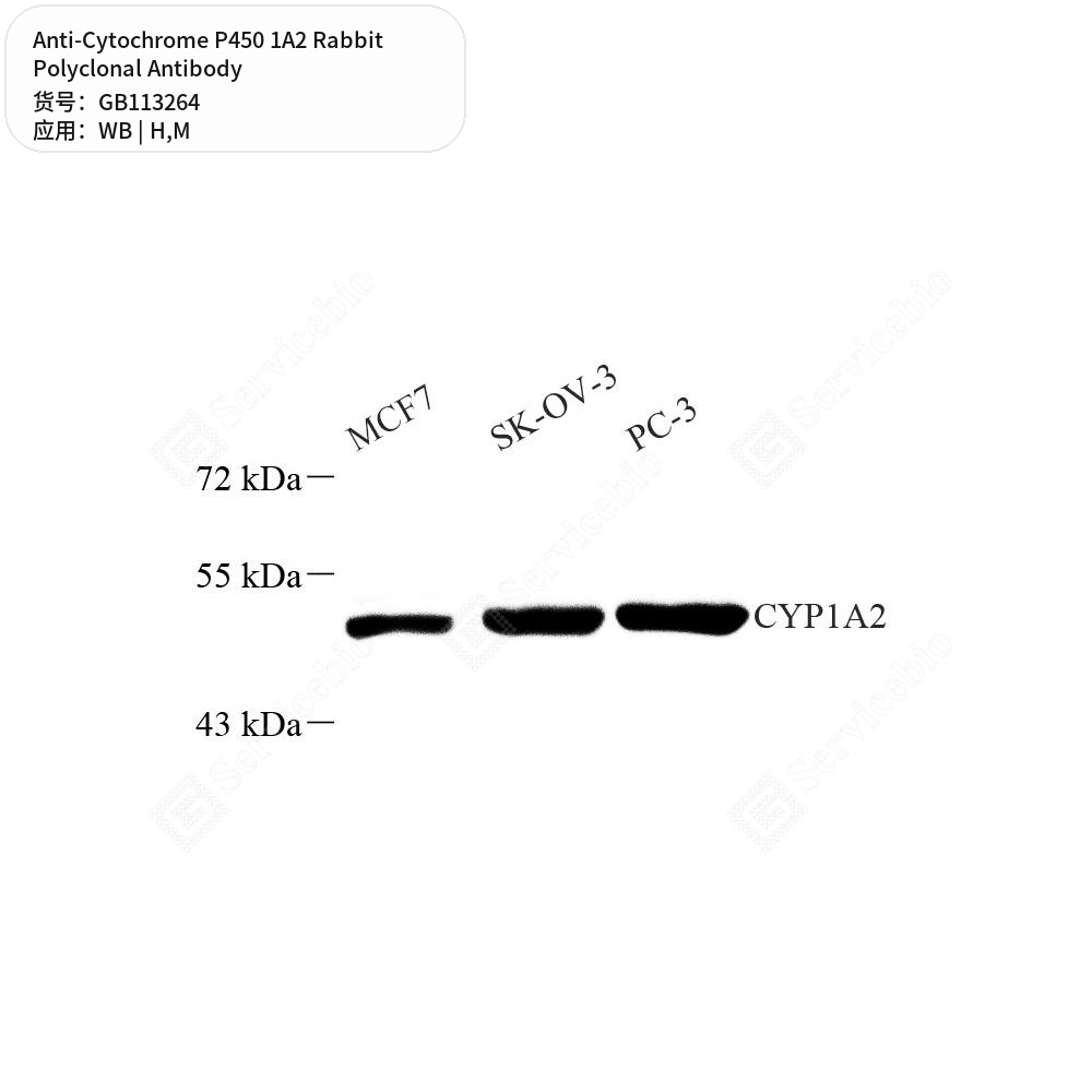 Антитела первичные, поликлональные кролика к Cytochrome P450 1A2 мыши, человека, 50 мкл