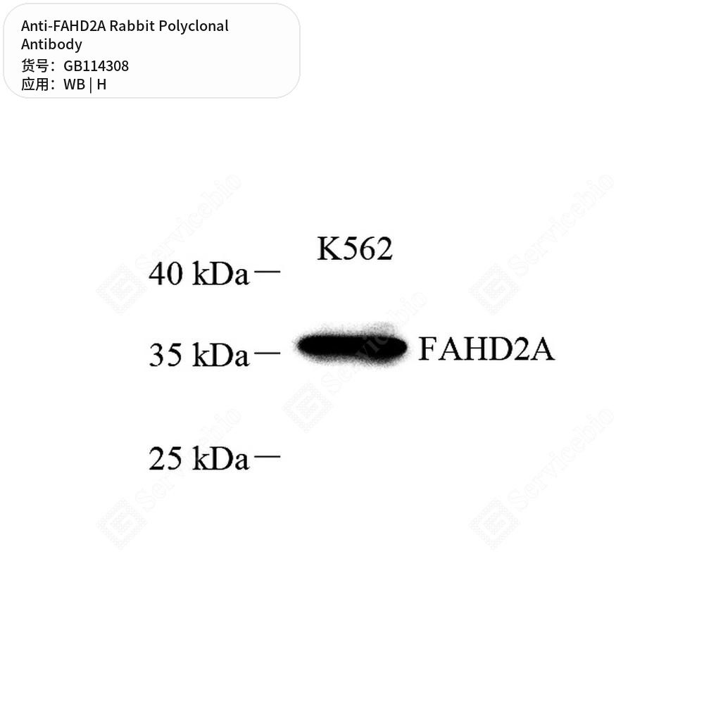 Антитела первичные, поликлональные кролика к FAHD2A человека, 50 мкл