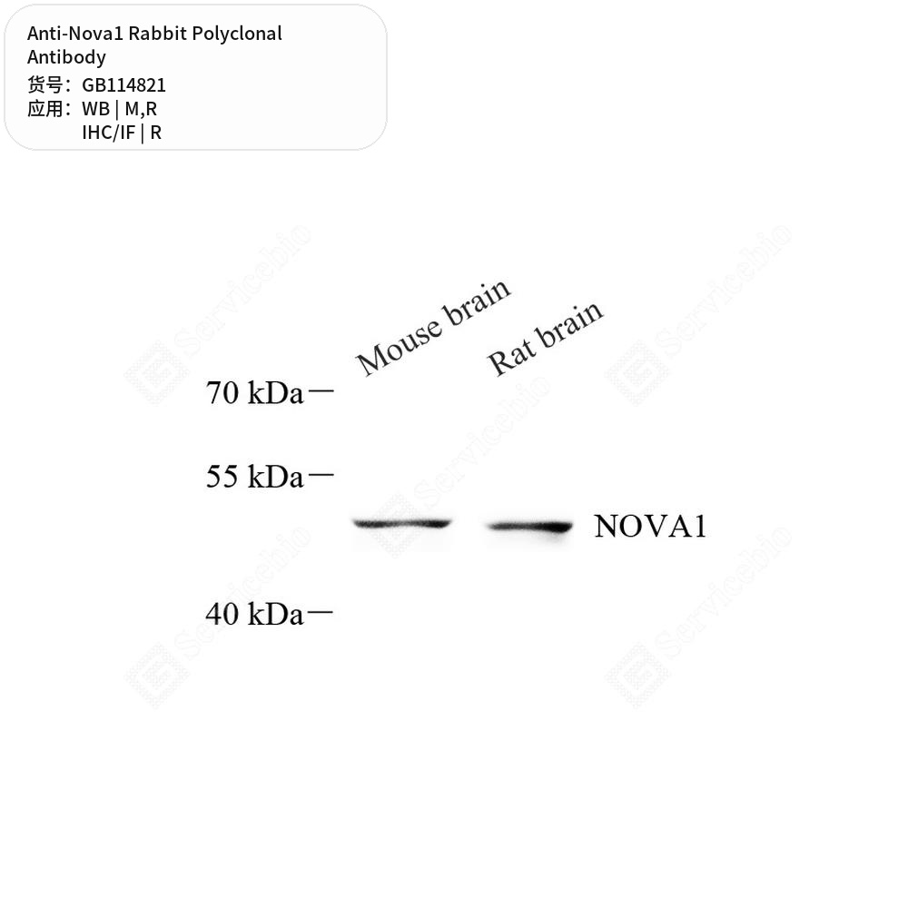 Антитела первичные, поликлональные кролика к Nova1 крысы, мыши, 50 мкл