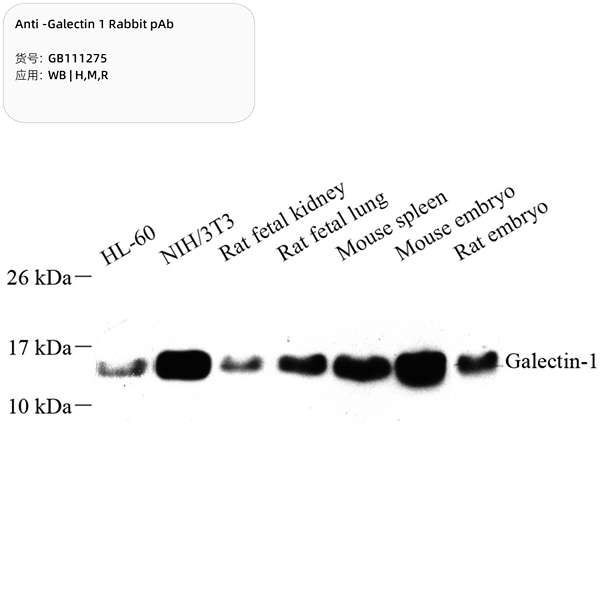 Антитела первичные, поликлональные, Galectin 1, 100 мкл