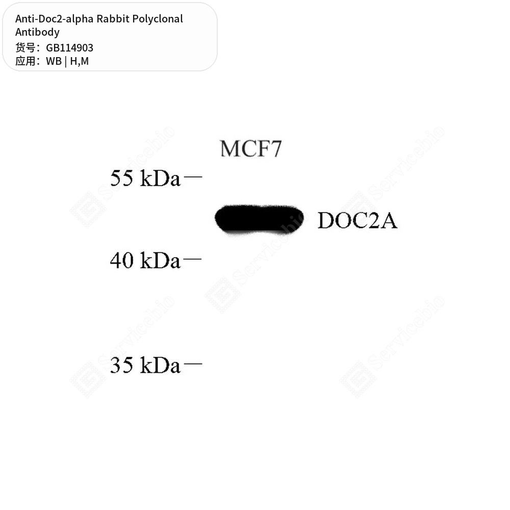 Антитела первичные, поликлональные кролика к Doc2-alpha мыши, человека, 50 мкл