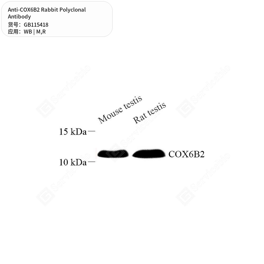 Антитела первичные, поликлональные кролика к COX6B2 крысы, мыши, 50 мкл