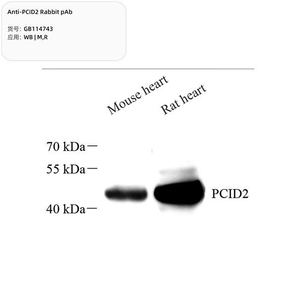 Антитела первичные, поликлональные, PCID2, 100 мкл
