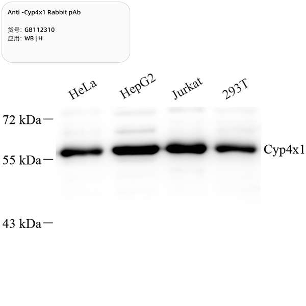 Антитела первичные, поликлональные, Cyp4x1, 100 мкл