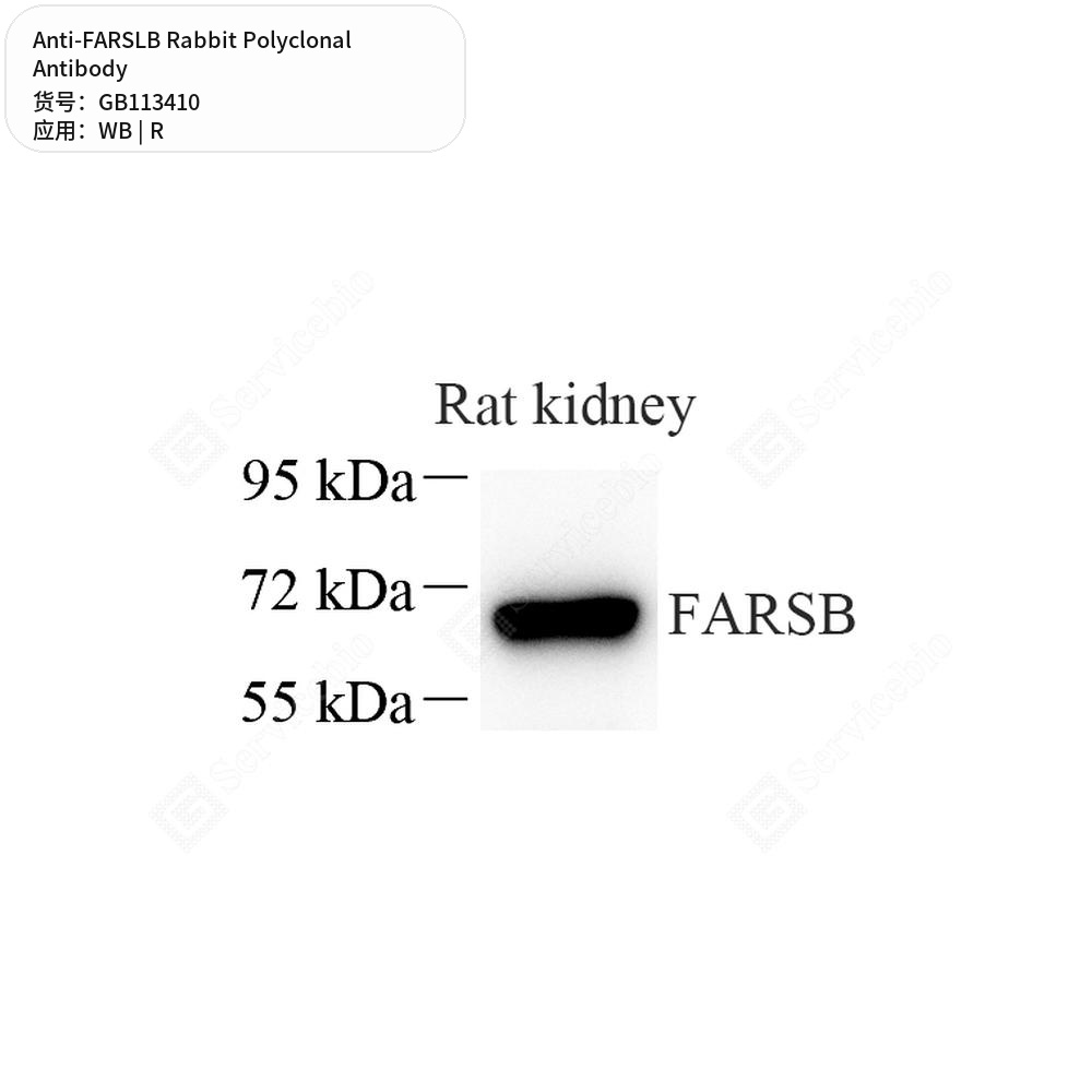 Антитела первичные, поликлональные кролика к FARSLB крысы, 50 мкл