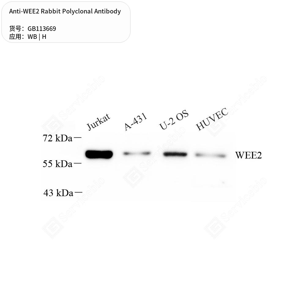 Антитела первичные, поликлональные кролика к WEE2 человека, 50 мкл