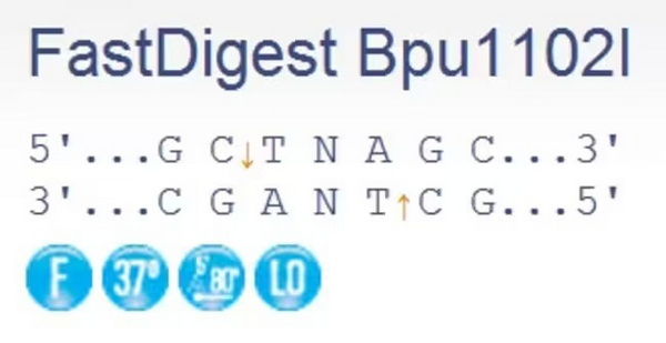 Эндонуклеаза рестрикции ускоренного гидролиза FastDigest Bpu1102I, 50 реакций