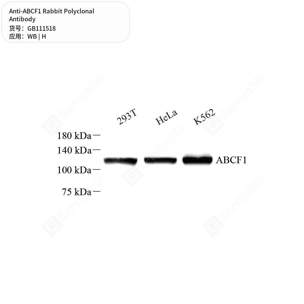 Антитела первичные, поликлональные кролика к ABCF1 человека, 100 мкл